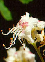 MSA AESCULUS HIPPOCA 50 ML - Luckyfarma.it