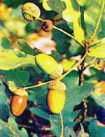 MSA QUERCUS PEDUNCOL 50 ML - Luckyfarma.it