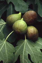 MSA FICUS CARICA 50 ML - Luckyfarma.it