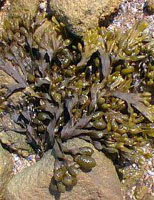 TSA FUCUS VESICULOSUS 50 ML - Luckyfarma.it