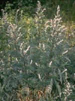 TSA ARTEMISIA VULGARIS 50 ML - Luckyfarma.it