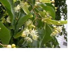 EIE TIGLIO 30 ML GOCCE - Luckyfarma.it